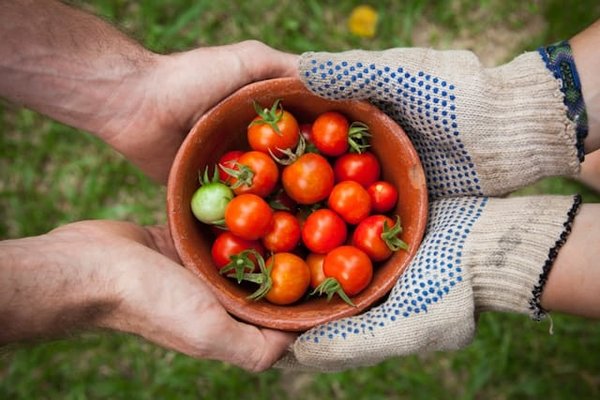 Quelles sont les techniques pour maîtriser la cuisson des légumes racines dans un restaurant de cuisine traditionnelle?